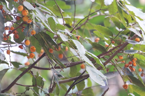 Image of Brown Tuckeroo (Cupaniopsis flagelliformis) by no rights reserved