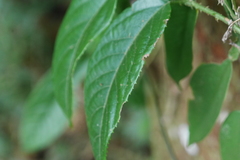 Rubus pyrifolius