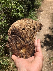Kedrostis nana