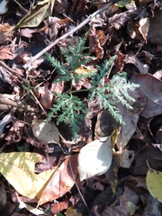 Sceptridium dissectum dissectum