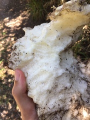 Kedrostis nana