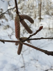 Corylus avellana