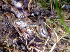 Bipalium pennsylvanicum