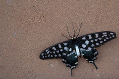 Pharmacophagus antenor