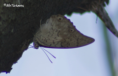 Prepona laertes octavia