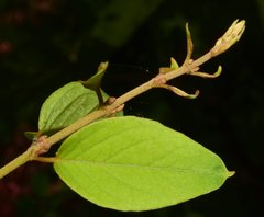 Heteropterys palmeri