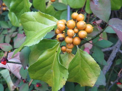 Celastrus orbiculatus