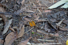 Aterica rabena
