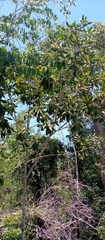 Diospyros erythrosperma