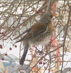 Turdus pilaris