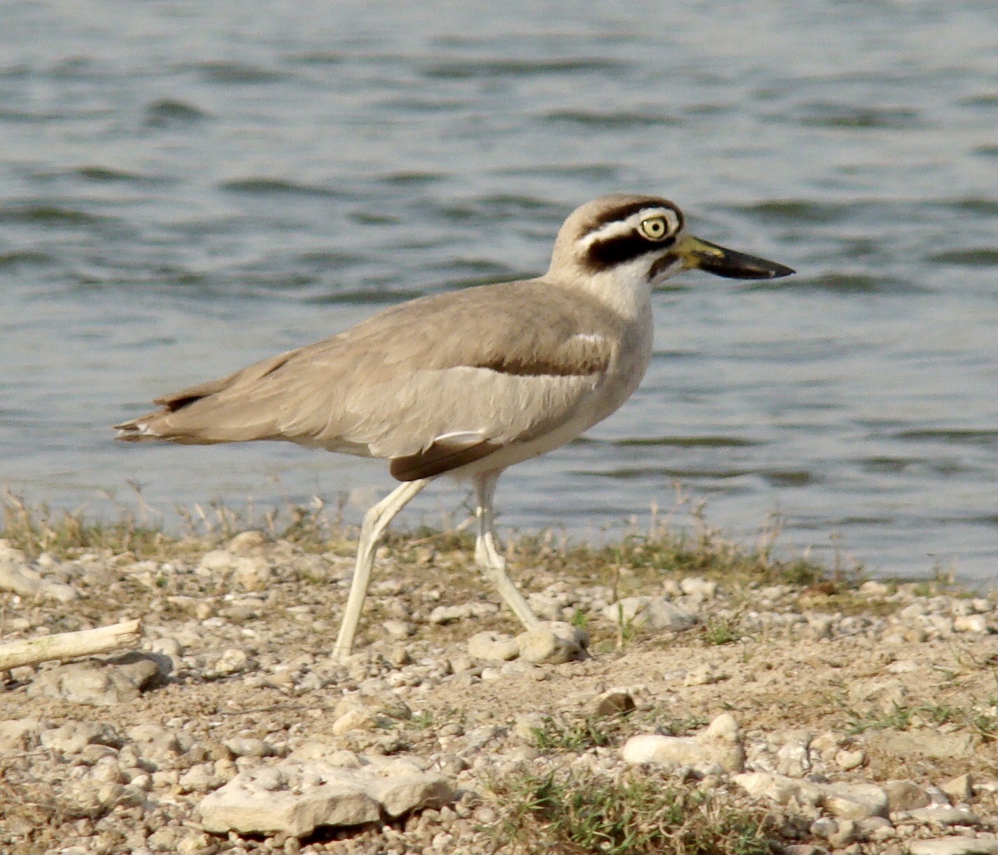 Great Stone-curlew