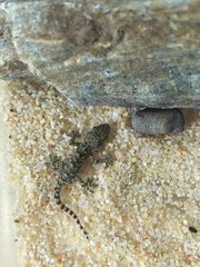 Tarentola mauritanica