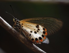 Acraea ranavalona