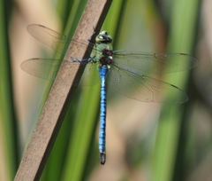 Anax tumorifer