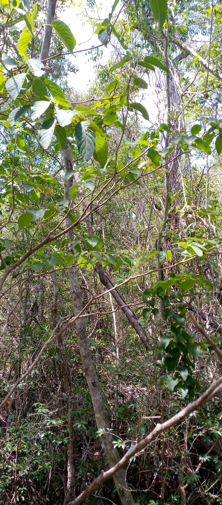 Helictosperma