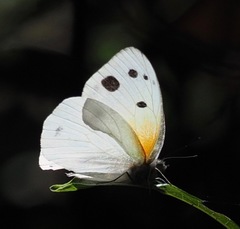 Belenois antsianaka