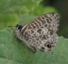 Leptotes rabefaner