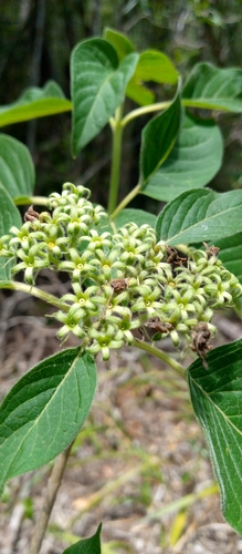 Helictosperma malacophyllum image