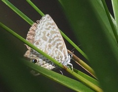 Leptotes rabefaner