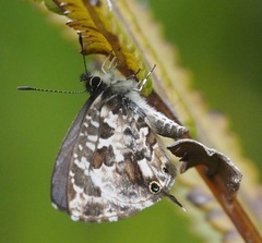 Cacyreus darius