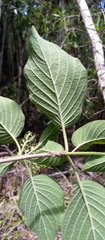 Helictosperma malacophyllum image