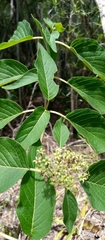 Helictosperma malacophyllum image