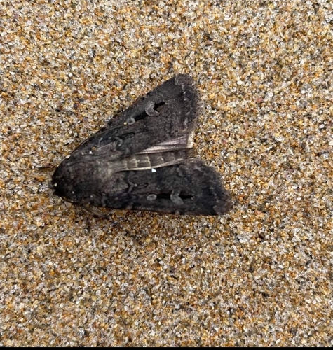 Bogong moth