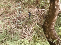 Dicrurus caerulescens