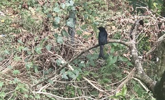 Dicrurus caerulescens