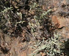 Hermannia holosericea