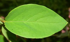 Heteropterys palmeri