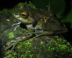 Boophis goudotii