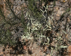 Hermannia holosericea