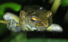 Boophis goudotii