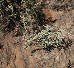 Hermannia holosericea