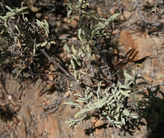 Hermannia holosericea