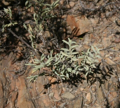 Hermannia holosericea