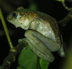 Boophis goudotii