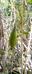 Eulophia calcarata image