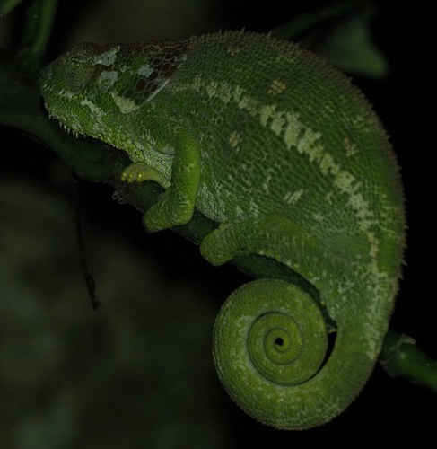 Peltiers' Chameleon