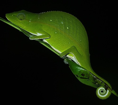 Guillaumet's Side-striped Chameleon