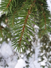 Picea abies