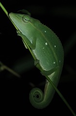 Calumma guillaumeti