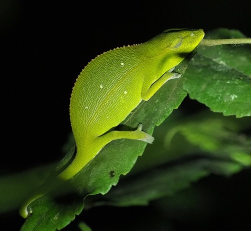 Guillaumet's Side-striped Chameleon