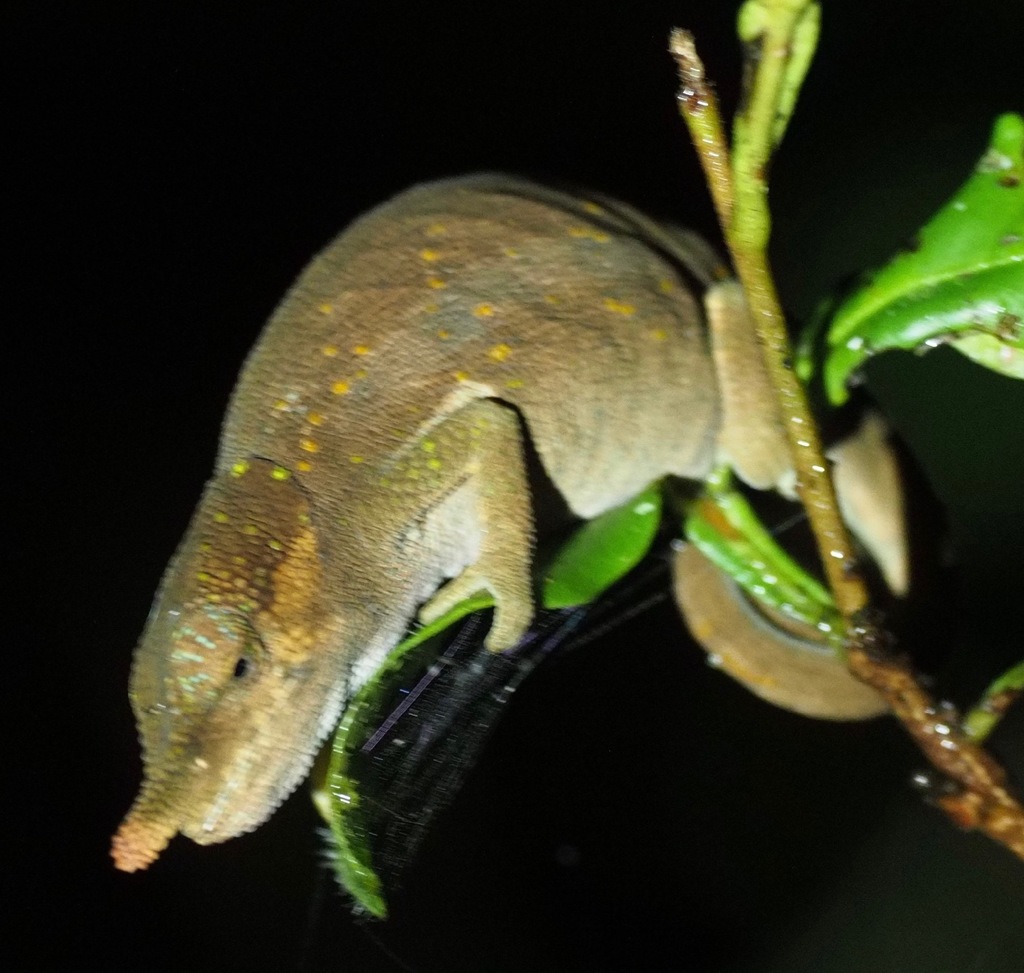 Guibe's Chameleon