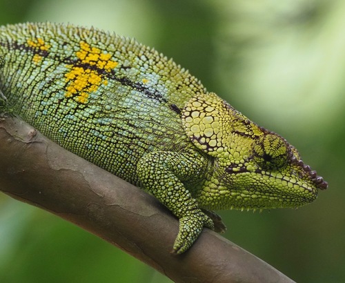 Peltiers' Chameleon