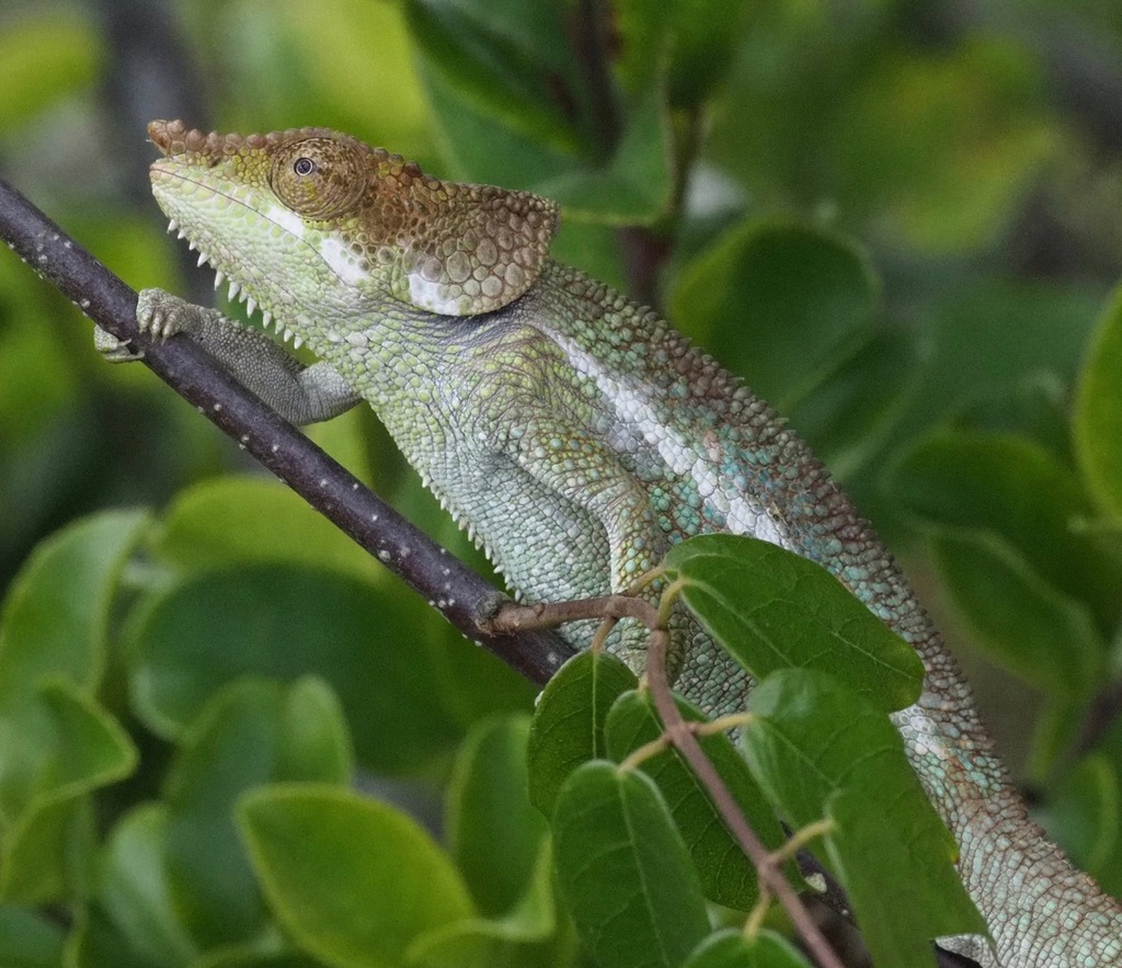 Peltier's Chameleon