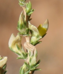 Aspalathus campestris