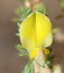 Aspalathus campestris
