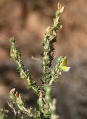 Aspalathus campestris